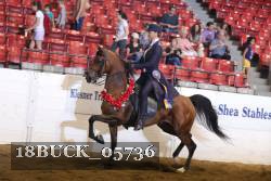 18BUCK_05736 proof