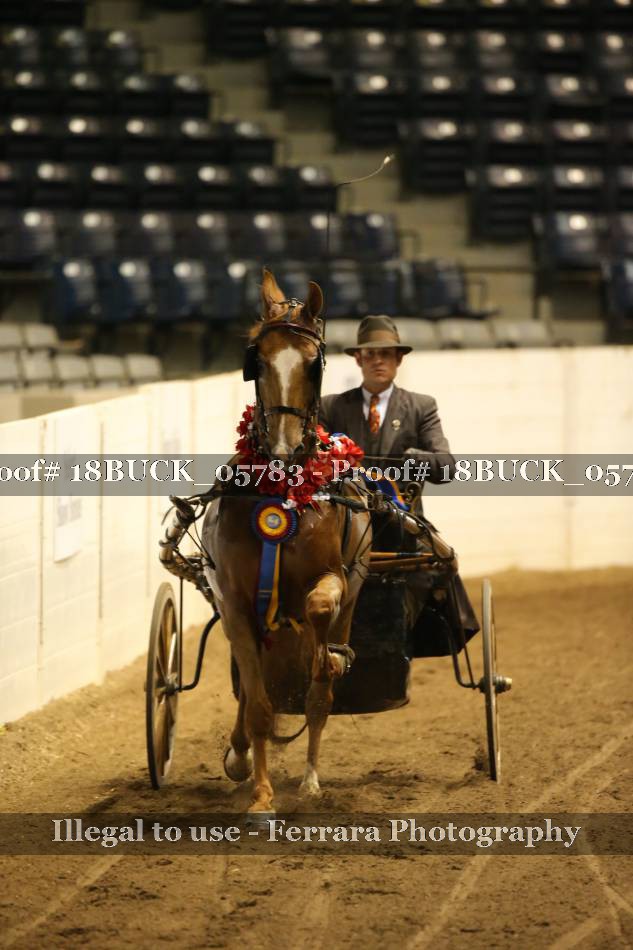 Proof 18BUCK_05783
