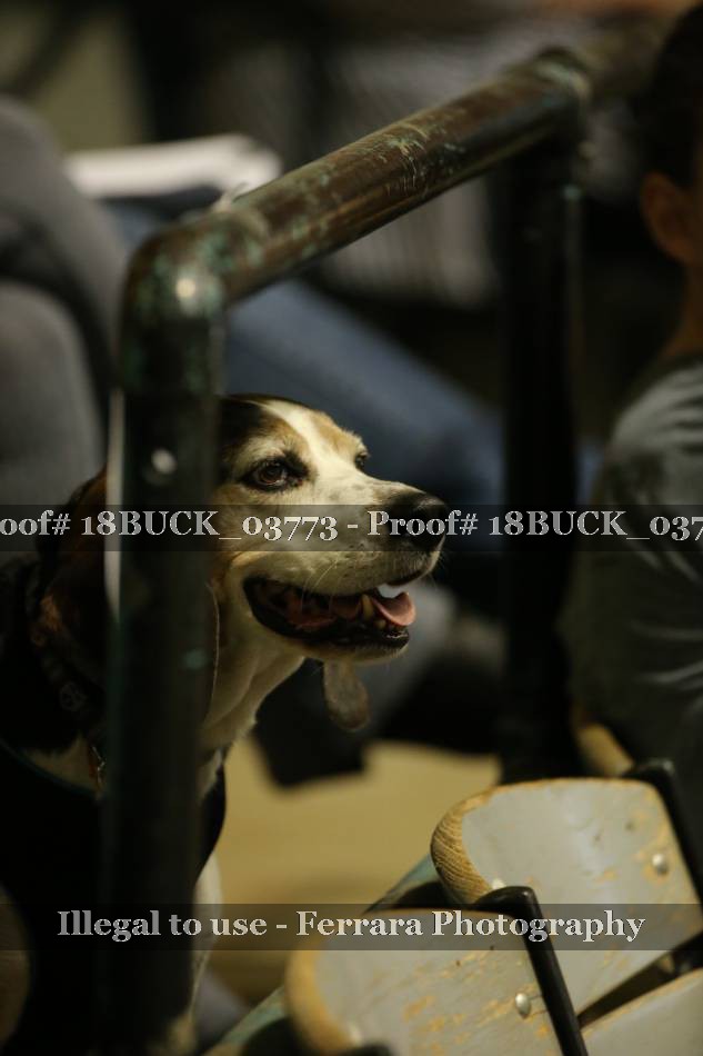 Proof 18BUCK_03773