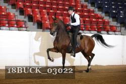 18BUCK_03022 proof