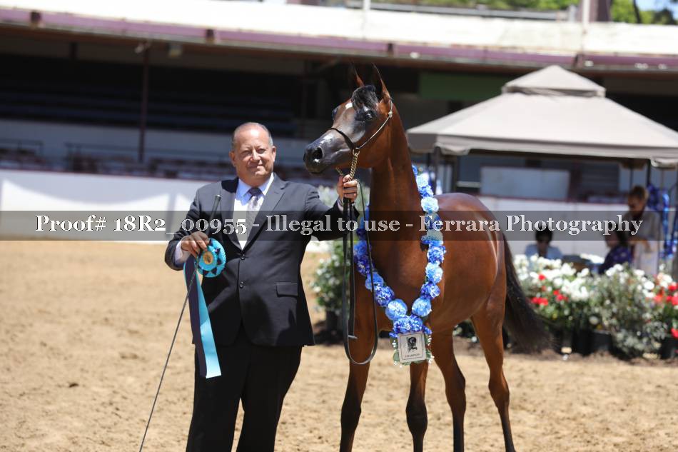 Proof 18R2_00955