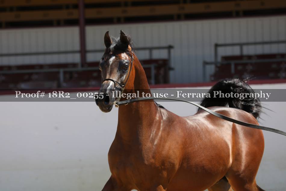 Proof 18R2_00255