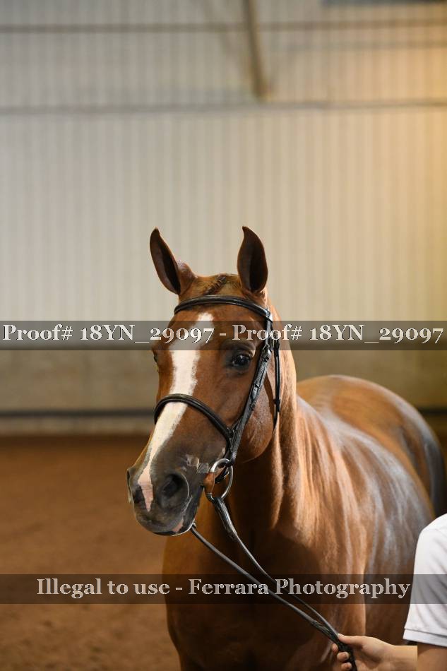 Proof 18YN_29097