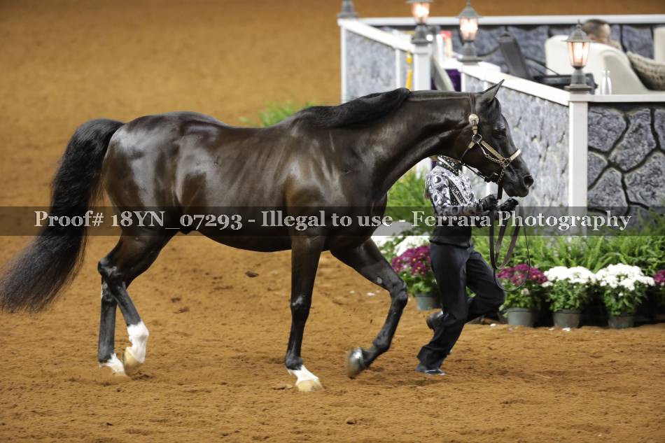 Proof 18YN_07293