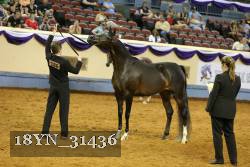 18YN_31436 proof