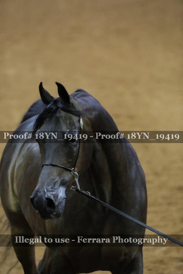 Proof 18YN_19419
