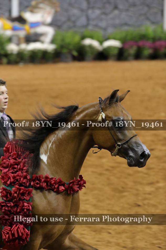 Proof 18YN_19461