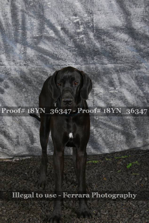 Proof 18YN_36347