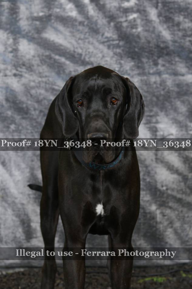 Proof 18YN_36348