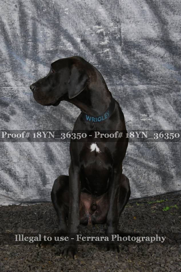 Proof 18YN_36350