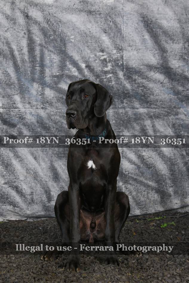 Proof 18YN_36351