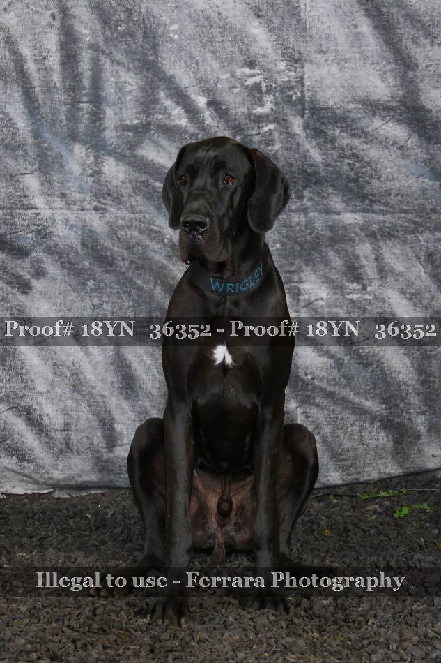 Proof 18YN_36352