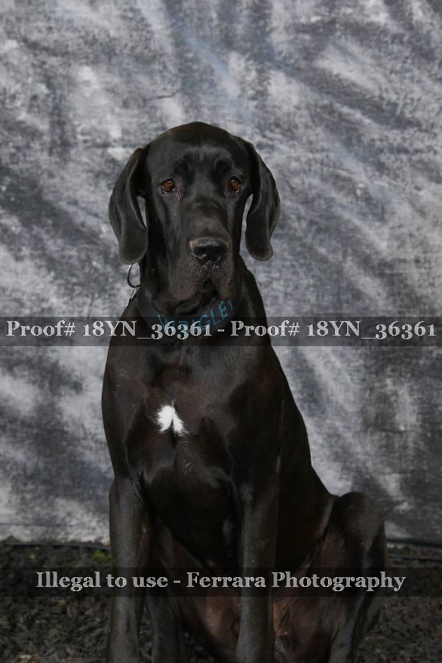 Proof 18YN_36361