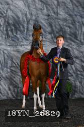 18YN_26829 proof
