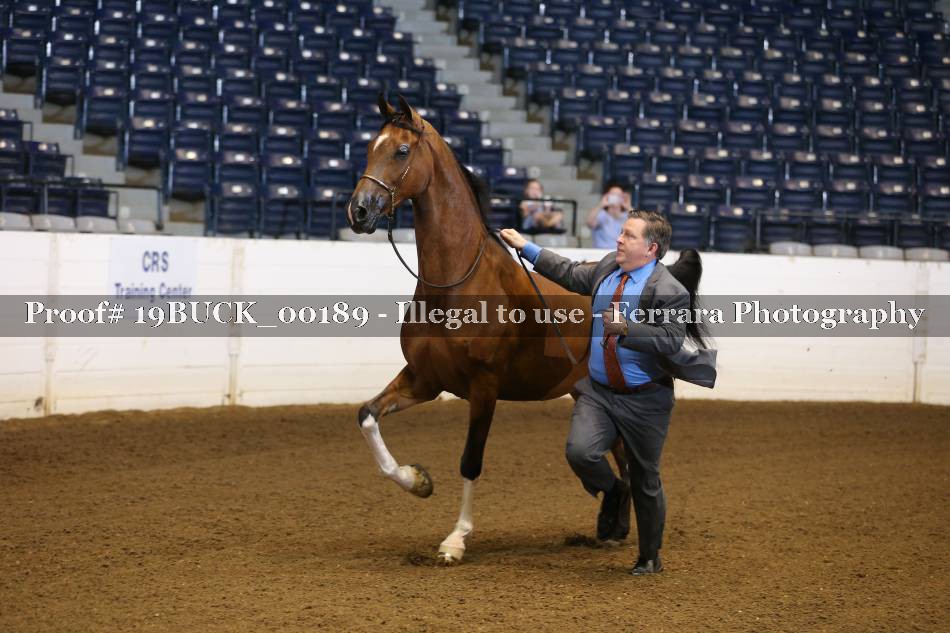 Proof 19BUCK_00189