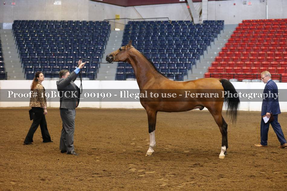 Proof 19BUCK_00190