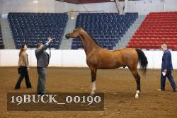 19BUCK_00190 proof