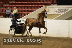 19BUCK_00195 proof