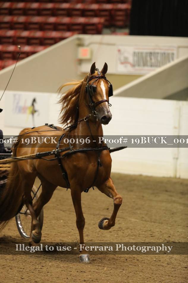 Proof 19BUCK_00196