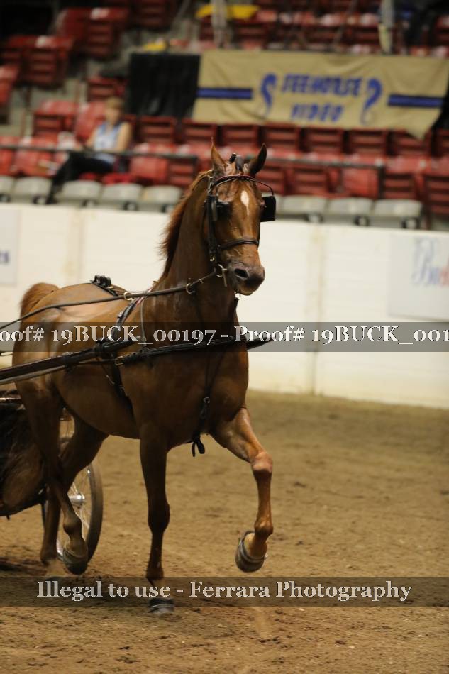 Proof 19BUCK_00197