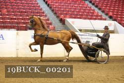 19BUCK_00201 proof