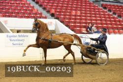 19BUCK_00203 proof