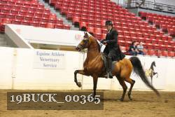 19BUCK_00365 proof