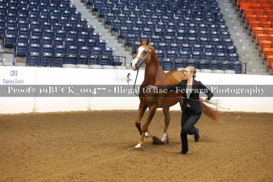 Proof 19BUCK_00477