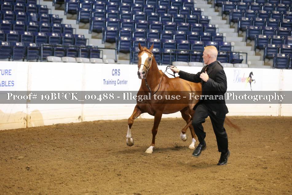 Proof 19BUCK_00488