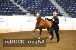 19BUCK_00488 proof