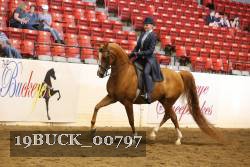 19BUCK_00797 proof