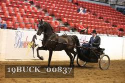 19BUCK_00837 proof