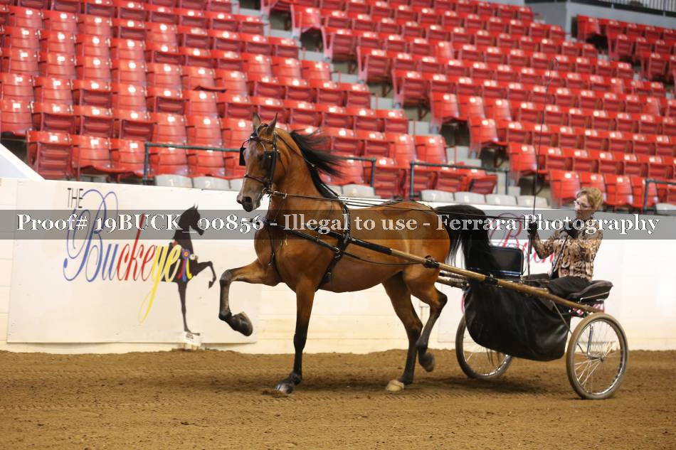 Proof 19BUCK_00856