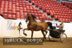 19BUCK_00856 proof