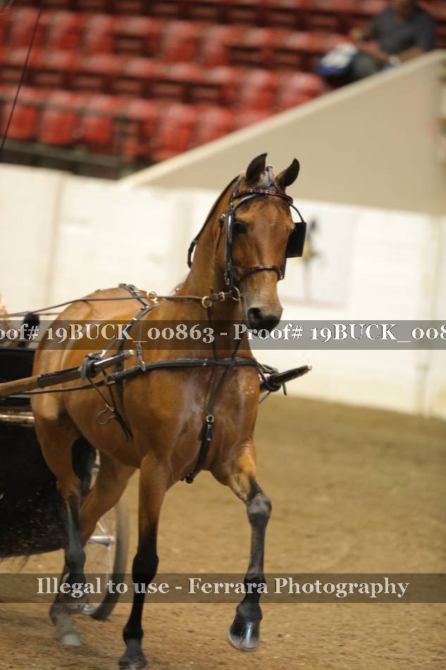 Proof 19BUCK_00863