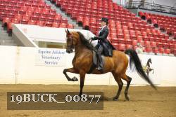 19BUCK_00877 proof