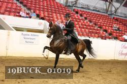 19BUCK_01019 proof