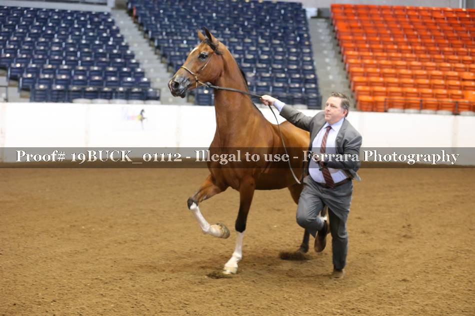 Proof 19BUCK_01112