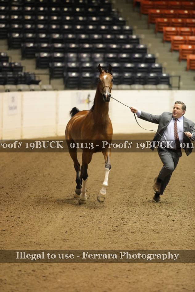 Proof 19BUCK_01113
