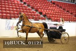 19BUCK_01121 proof