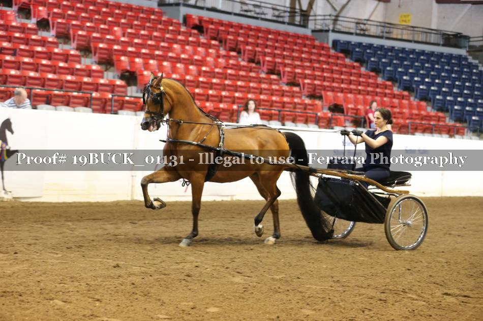 Proof 19BUCK_01131
