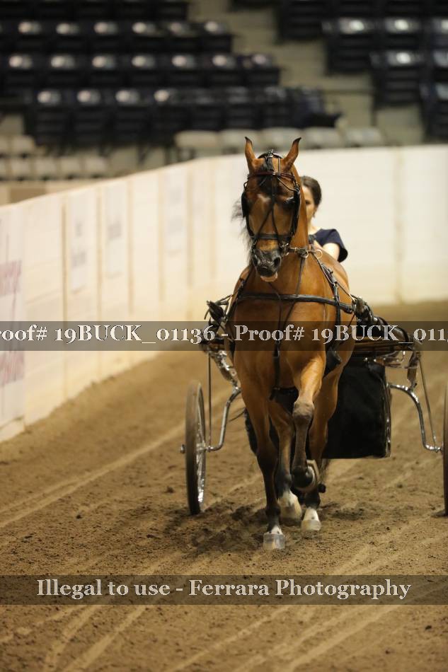 Proof 19BUCK_01136