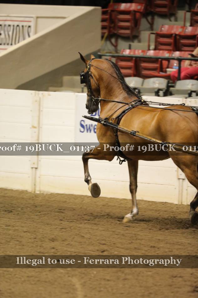 Proof 19BUCK_01137