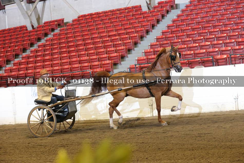Proof 19BUCK_01138