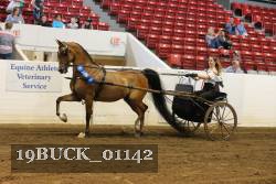 19BUCK_01142 proof