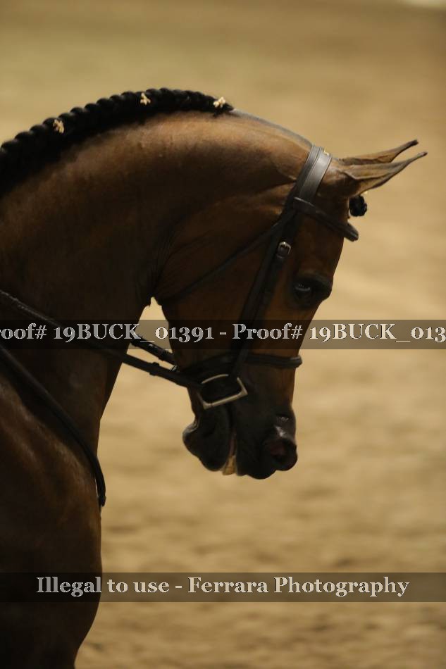 Proof 19BUCK_01391