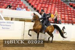 19BUCK_02022 proof