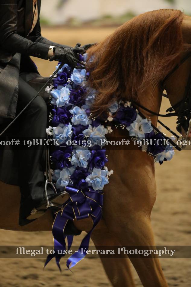 Proof 19BUCK_02153