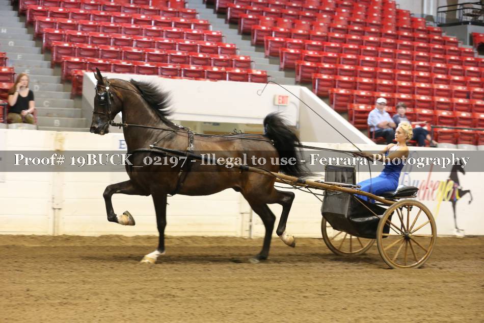 Proof 19BUCK_02197