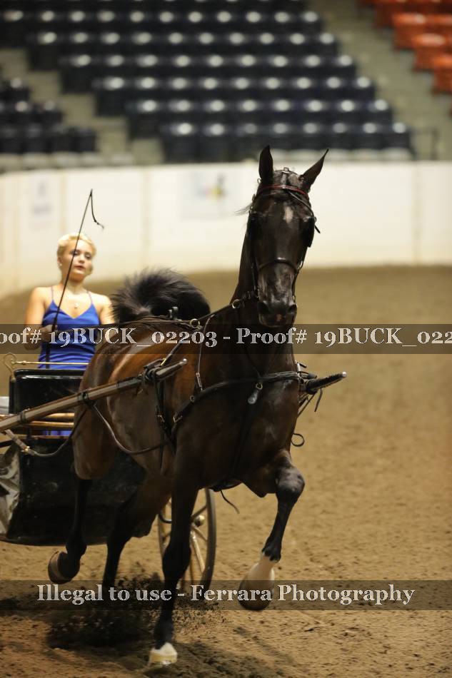 Proof 19BUCK_02203